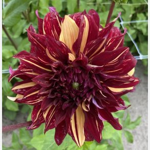 Dahlia Bohemian Spartacus 