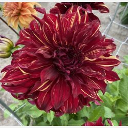 Dahlia Bohemian Spartacus 