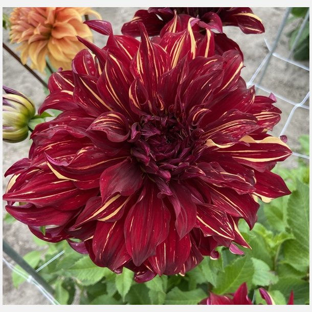 Dahlia Bohemian Spartacus 