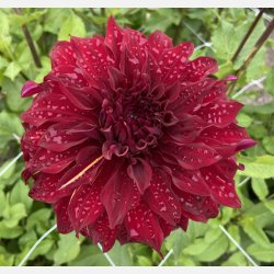 Dahlia Bohemian Spartacus 