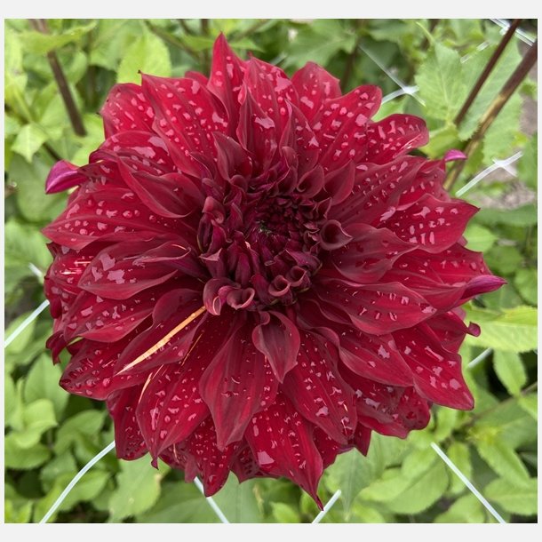 Dahlia Bohemian Spartacus 
