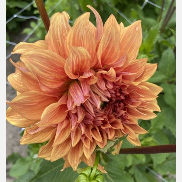 Dahlia Bohemian Spartacus 