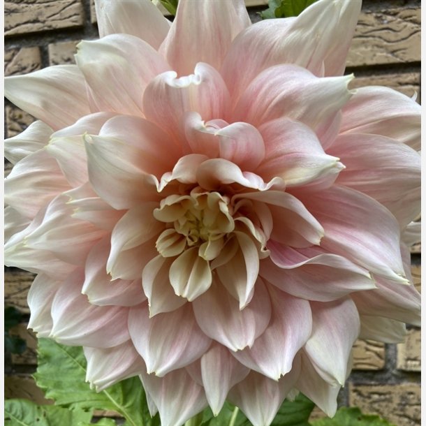 Dahlia Break Out 