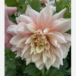 Dahlia Break Out 