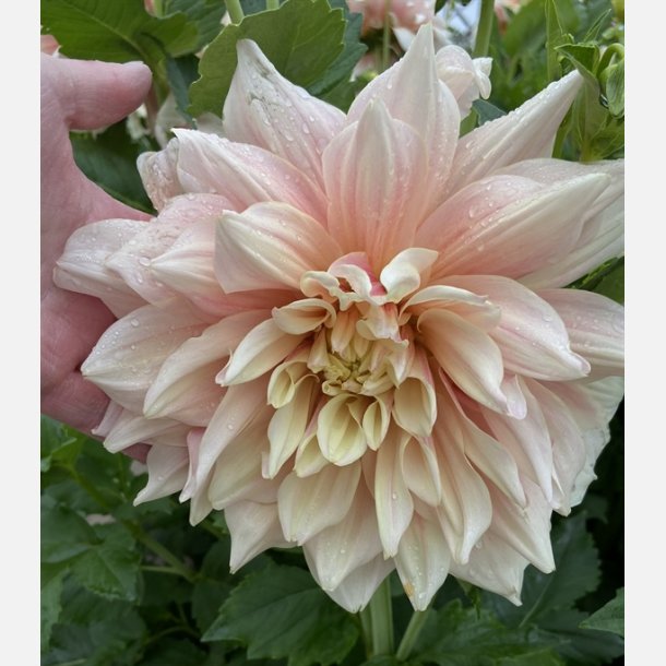 Dahlia Break Out 