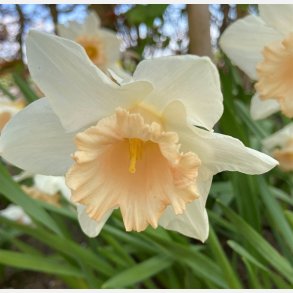 Narcis British Gamble 5 Lg