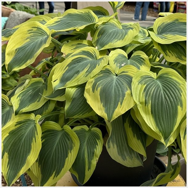Hosta Broadband