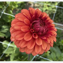 Dahlia Brown Sugar