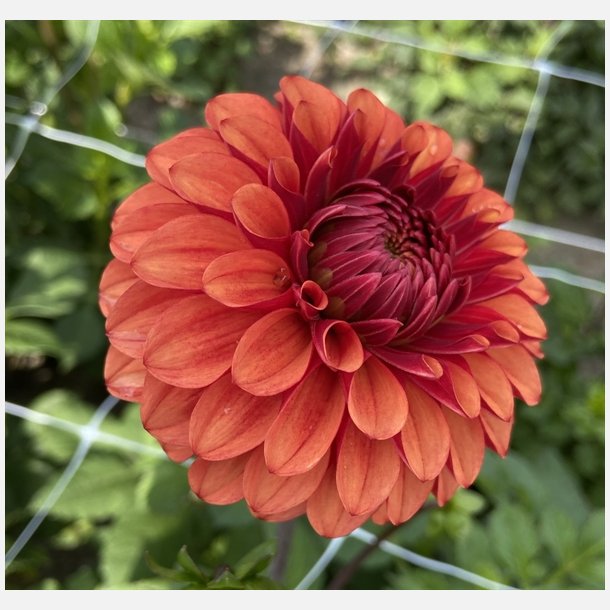 Dahlia Brown Sugar
