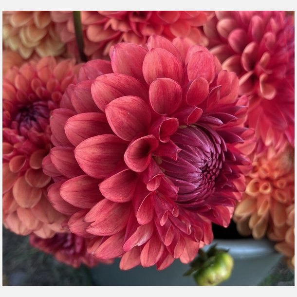 Dahlia Brown Sugar
