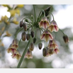 Bulgarsk prydlg 10 lg