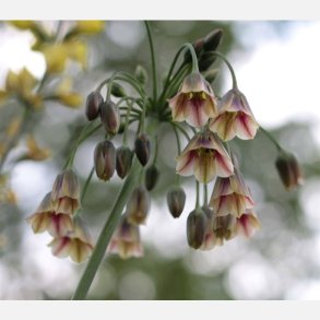 Bulgarsk prydl�g 10 l�g