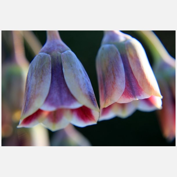 Bulgarsk prydlg 10 lg