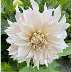 Dahlia Cafe Au Lait 