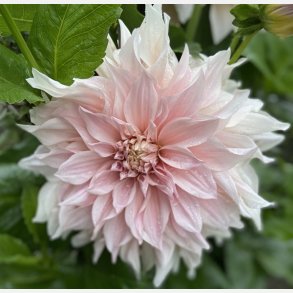 Dahlia Cafe Au Lait 