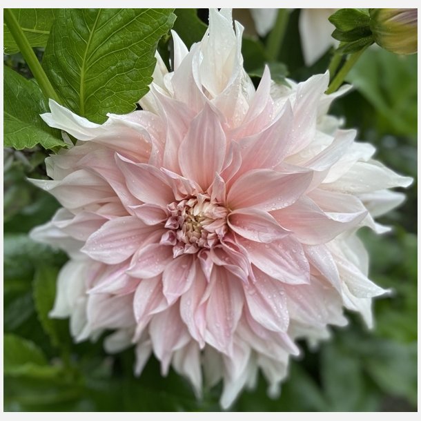 Dahlia Cafe Au Lait 