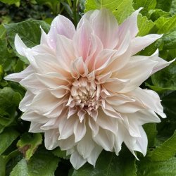 Dahlia Cafe Au Lait 