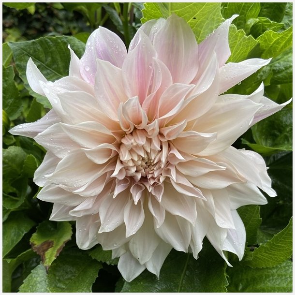 Dahlia Cafe Au Lait 