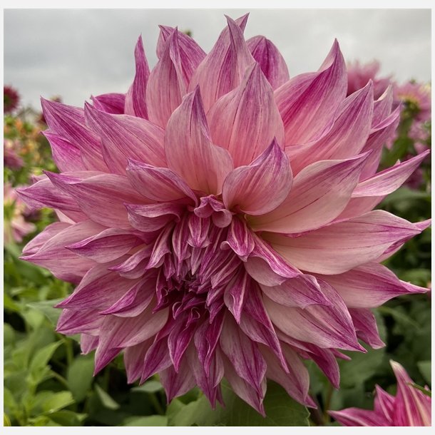 Dahlia Cafe Au Lait Royal 
