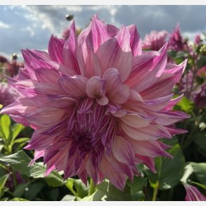 Dahlia Cafe Au Lait Royal 