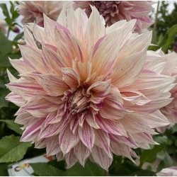 Dahlia Cafe au lait Twist