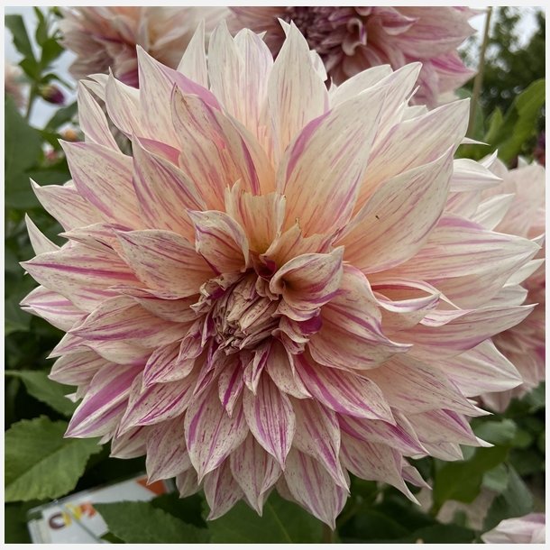 Dahlia Cafe au lait Twist