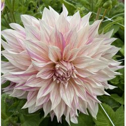 Dahlia Cafe au lait Twist