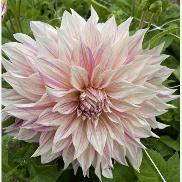 Dahlia Cafe au lait Twist