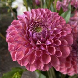 Dahlia Caitlin's Joy