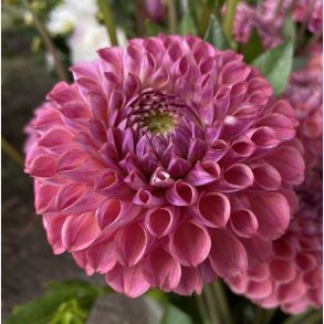 Dahlia Caitlin's Joy