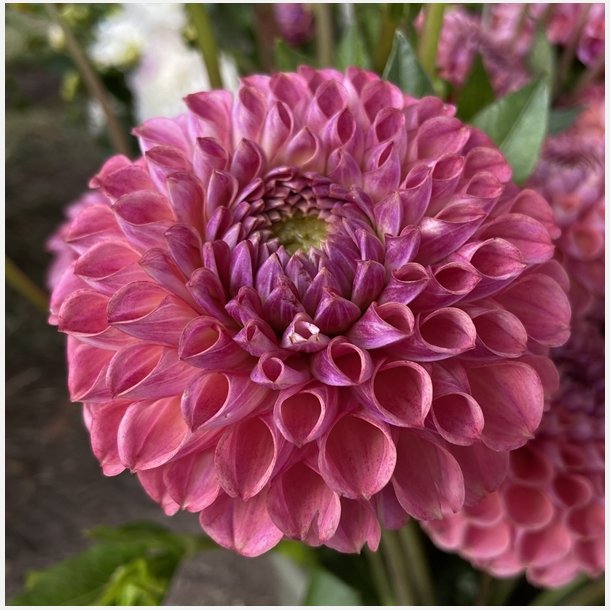 Dahlia Caitlin's Joy