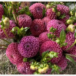 Dahlia Caitlin's Joy