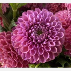 Dahlia Caitlin's Joy