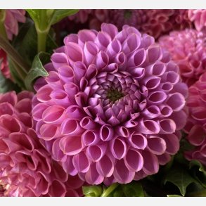 Dahlia Caitlin's Joy