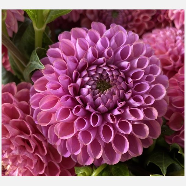 Dahlia Caitlin's Joy