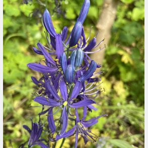 Camassia Quamash 20 lg