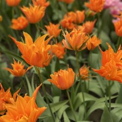 Tulipan Campbell 8 lg