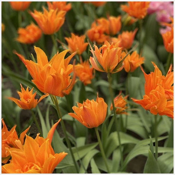 Tulipan Campbell 8 lg