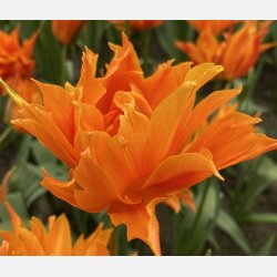 Tulipan Campbell 8 lg