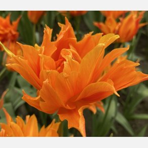 Tulipan Campbell 8 lg