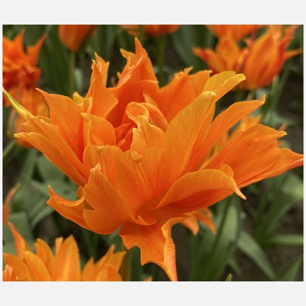 Tulipan Campbell 8 lg