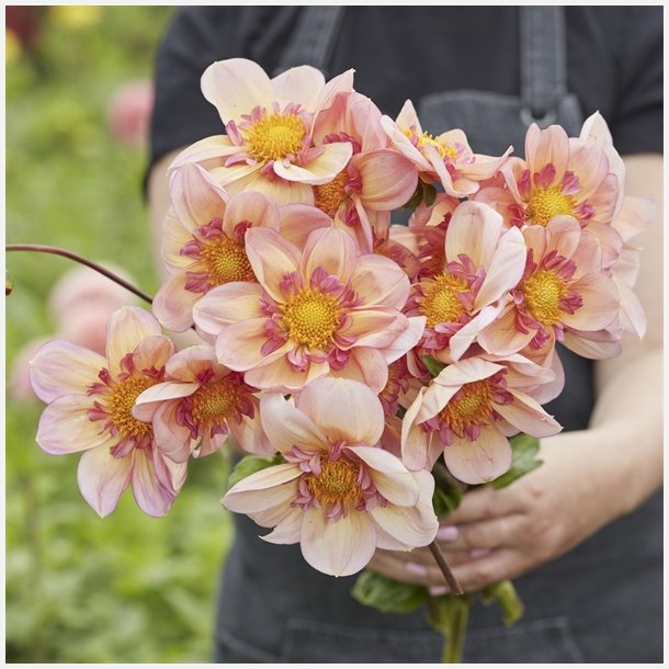 Dahlia Campus
