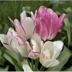 Tulipan Candy Club 7 lg