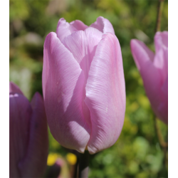 Tulipan Candy Prince 8 lg