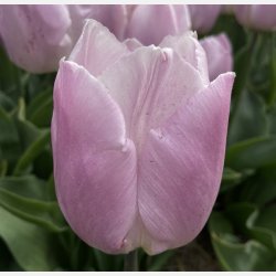 Tulipan Candy Prince 8 lg