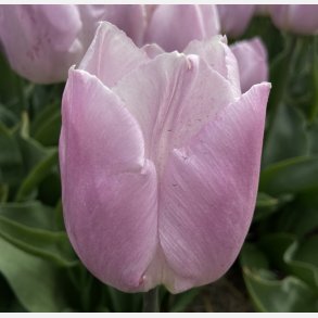 Tulipan Candy Prince 8 lg