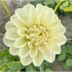 Dahlia Caramel Antique 
