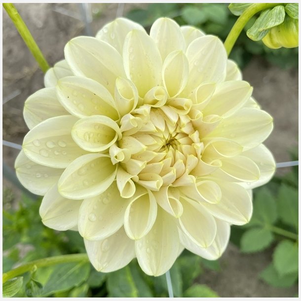 Dahlia Caramel Antique 