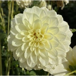 Dahlia Caramel Antique 