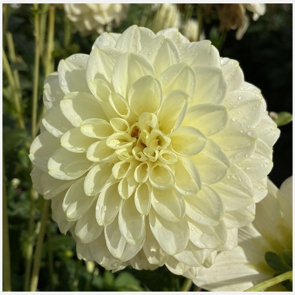 Dahlia Caramel Antique 